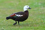 Paradise Shelduck